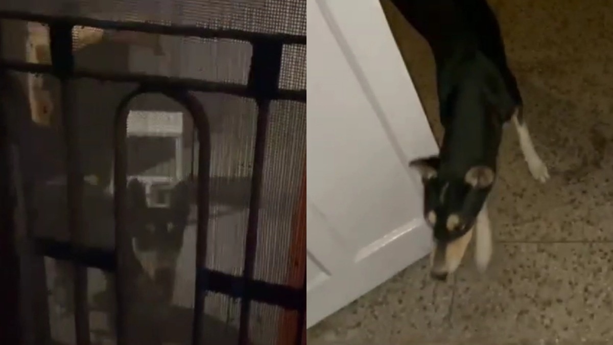 बांदा अस्पताल में कुत्ते की कैद: 24 घंटे की सच्चाई