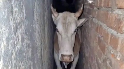 उन्नाव का हैरान कर देने वाला मामला: रेलवे स्टेशन पर फंसा सांड!