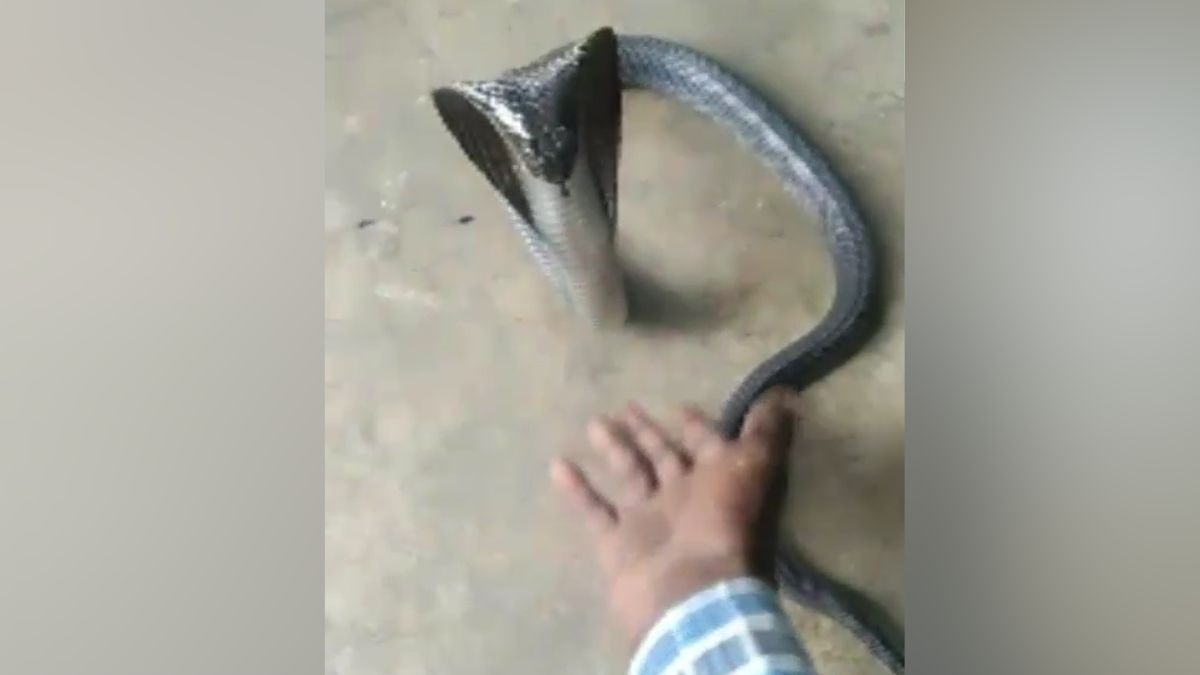 झांसी में सपेरे की कोबरा से मौत: हैरान करने वाला वीडियो वायरल